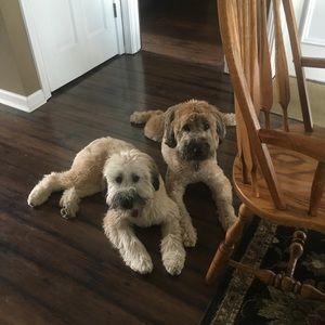 Meet your Posher, Barb